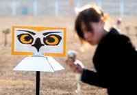 机场驱鸟或导致鸟儿成“神经病”