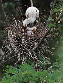 辽宁红铜沟——大白鹭宁静的家园