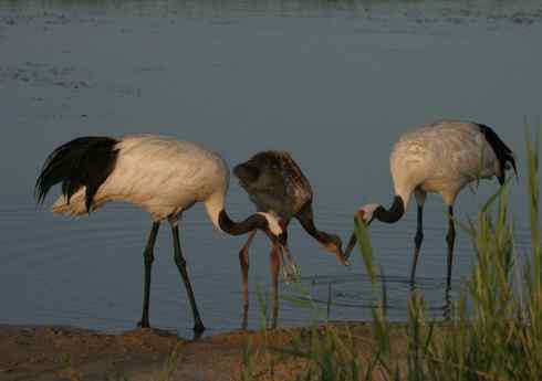 [组图]丹顶鹤三口之家