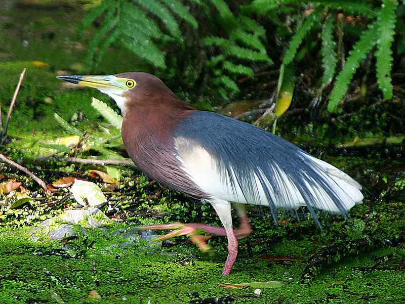 厦门常见鸟类图谱