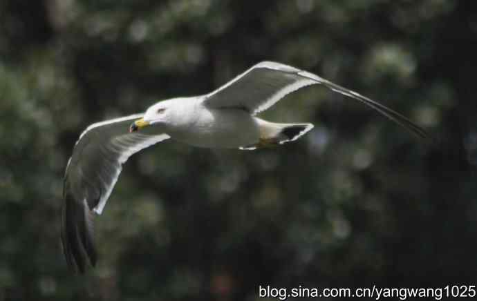 飞（夜鹭） wbr1