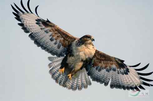 鵟的百变羽色——开篇