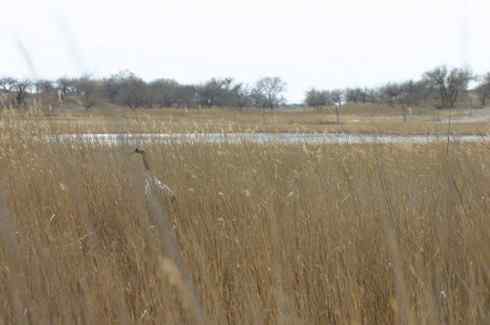 [组图]丹顶鹤妈妈