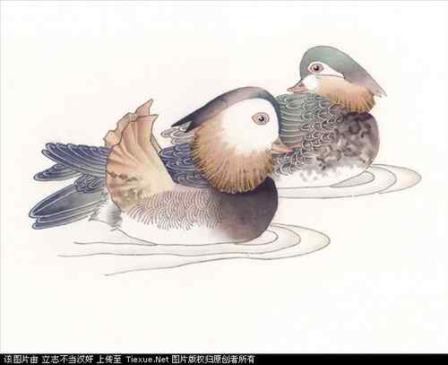 吉祥鸟图片（40P）