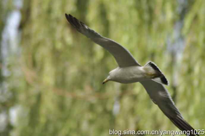 海鸥（抓拍）