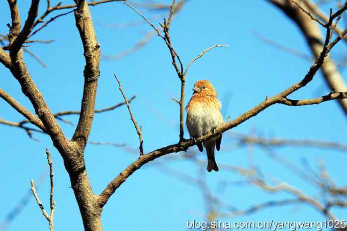 雌性北朱雀（1）