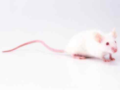 动物世界：山寨还是原创之十一