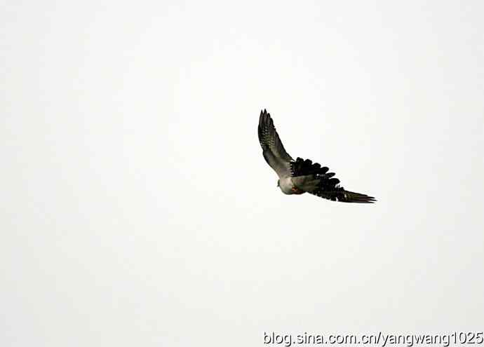 布谷鸟（记录版）