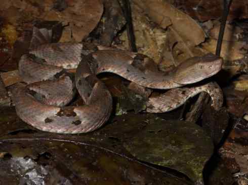 龙：传说的兽原型探秘（响尾蛇类）