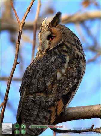 长耳鸮组图欣赏