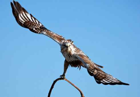 [组图]毛脚鵟飞翔的英姿
