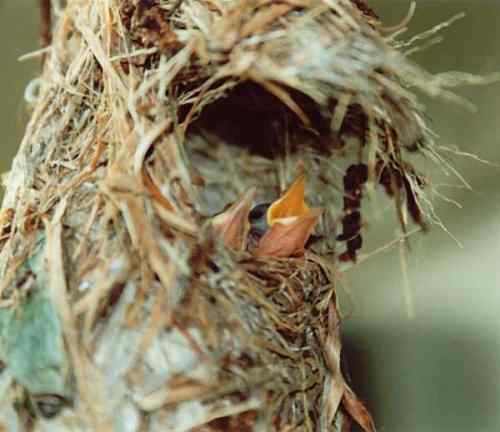 太阳鸟和啄花鸟的袋状悬吊巢