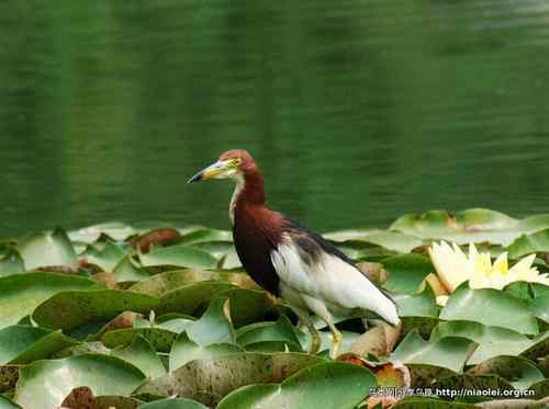95张鸟儿嬉戏精品图集
