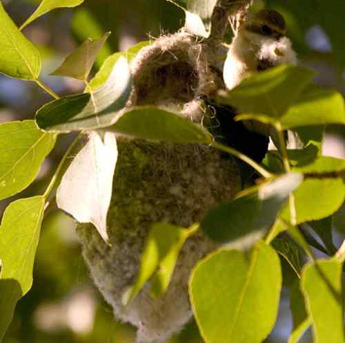 攀雀的鸭梨悬吊巢