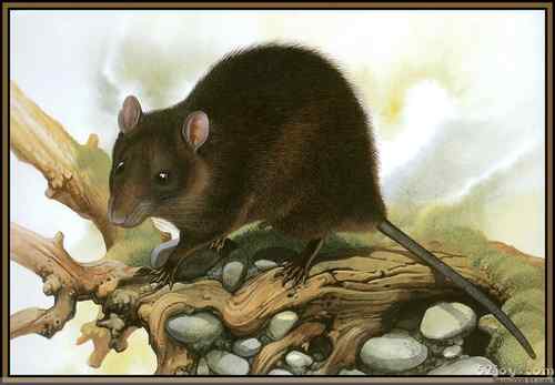 世界灭绝动物画像大全