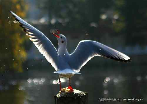 95张鸟儿嬉戏精品图集
