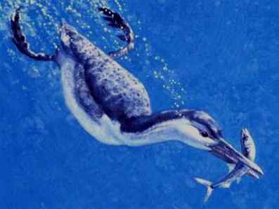 黄昏鸟——帝王黄昏鸟