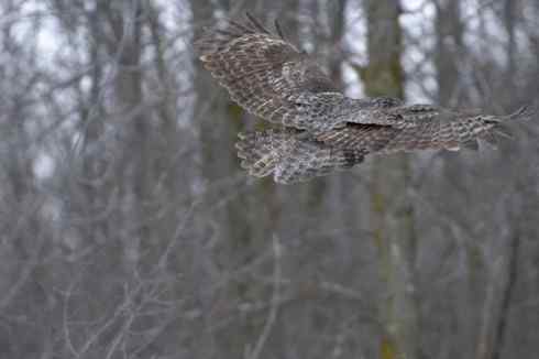 图说乌林鸮的消音器