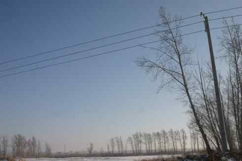 大庆猛鸮的生物链