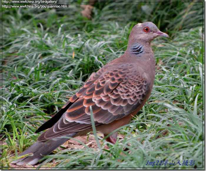 鸟与史料——斑鸠
