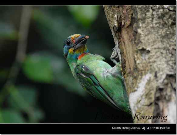 台湾特有鸟类 五色鸟/台湾拟啄木