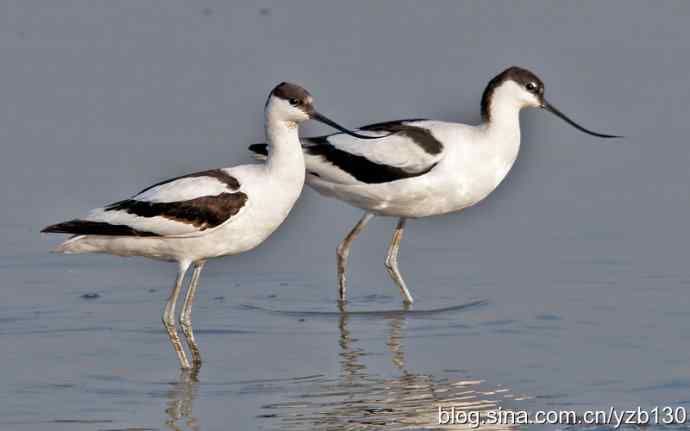 再发一组反嘴鹬（组图）