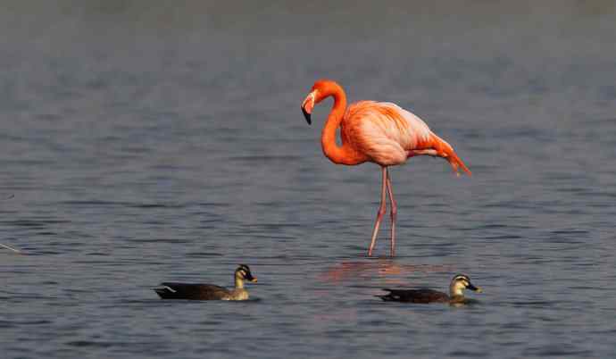 远方的神秘来客---野生火烈鸟