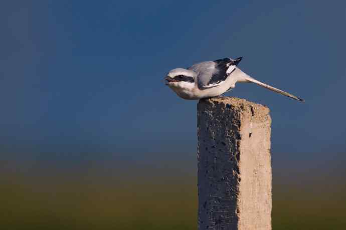 野鸭湖的楔尾伯劳和红尾伯劳