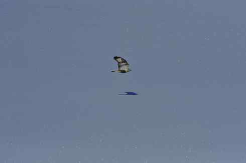 冰面上飞行的毛脚狂