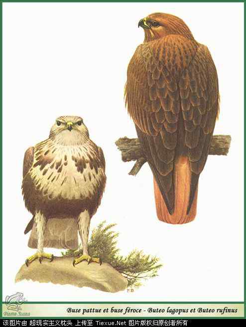 手绘画第5辑——猛禽和啄木鸟