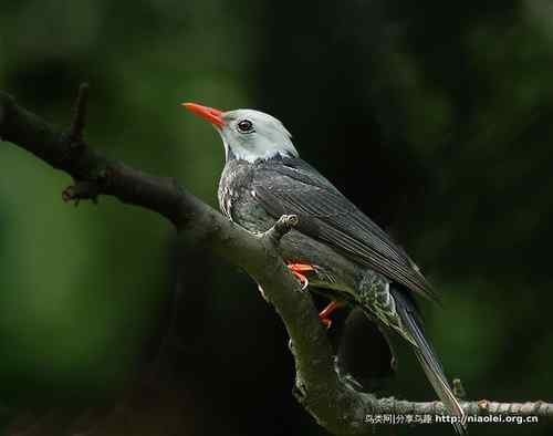 95张鸟儿嬉戏精品图集
