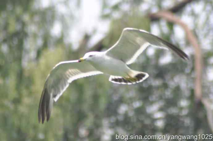 飞（海鸥） wbr1