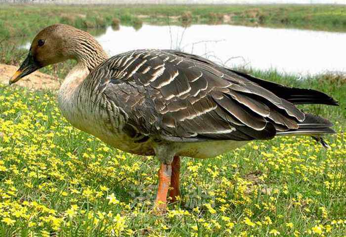 世界著名鸟类——雁形目