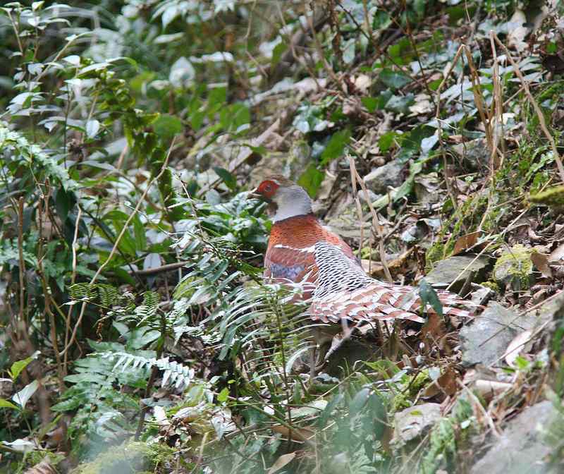 中国的珍稀鸟类 福建观鸟会在行动！