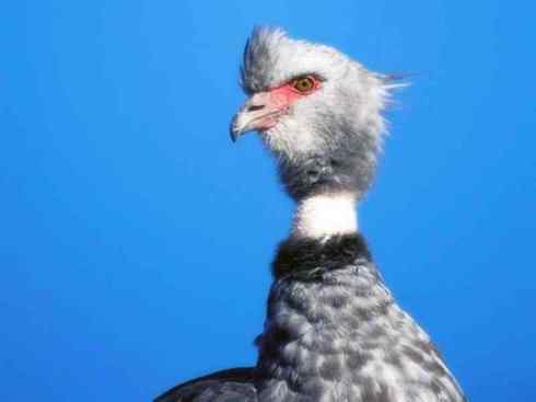 猎奇：十大奇异的雁鸭之一（叫鸭、天鹅）