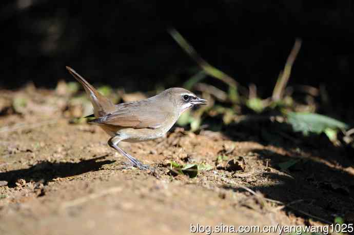 红喉歌鸲（16）