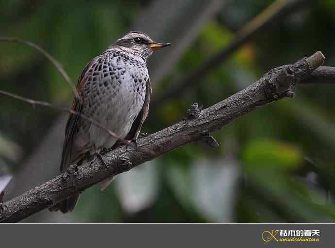 斑鸫•宝兴歌鸫•乌灰鸫【实拍】 斑鸫•宝兴歌鸫•乌灰鸫【实拍】