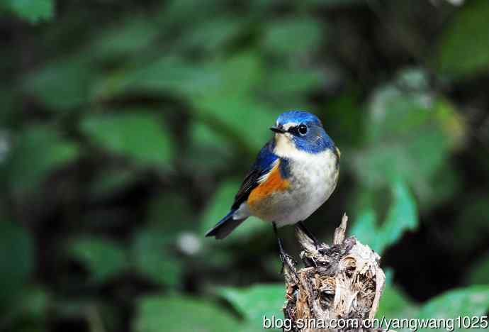 雄性红胁蓝尾鸲（14）