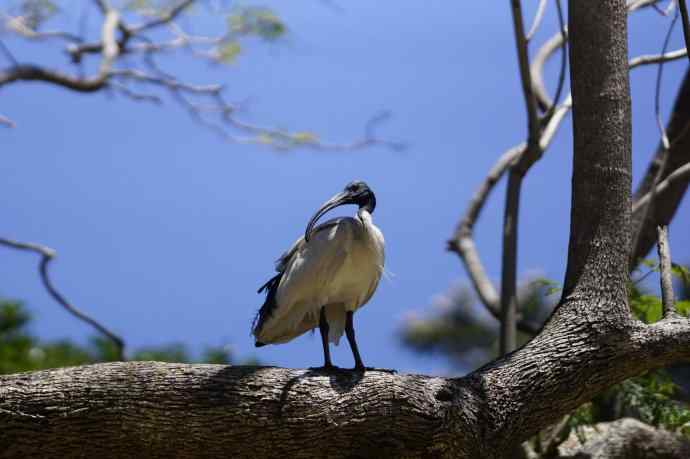 澳洲拍鸟鈥斺敳四癜q