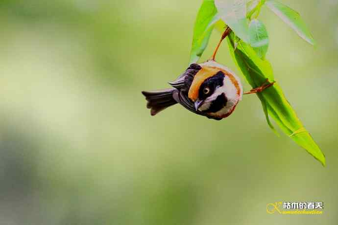 红头、虎纹、棕颈钩嘴鹛 红头、虎纹、棕颈钩嘴鹛