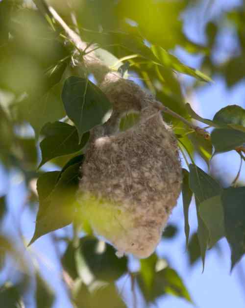 攀雀的鸭梨悬吊巢