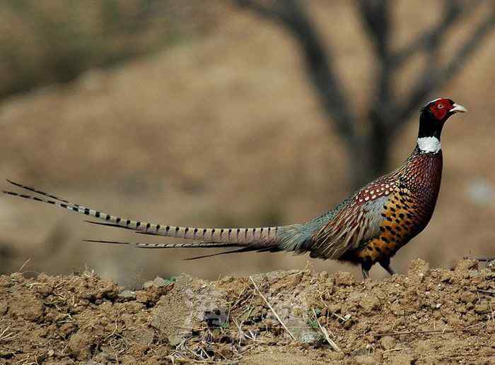 世界著名鸟类——鸡形目