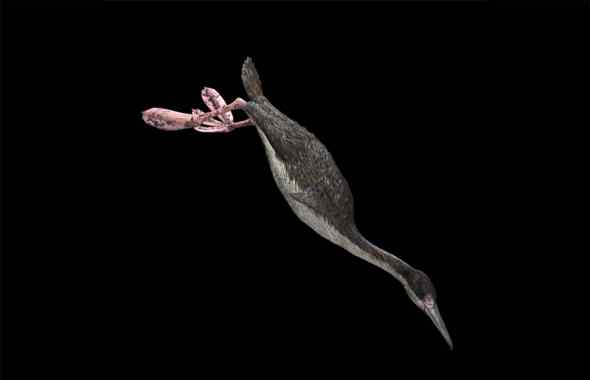 黄昏鸟——帝王黄昏鸟