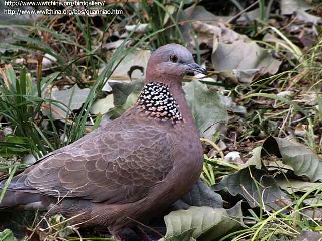 为何一堆人会认为