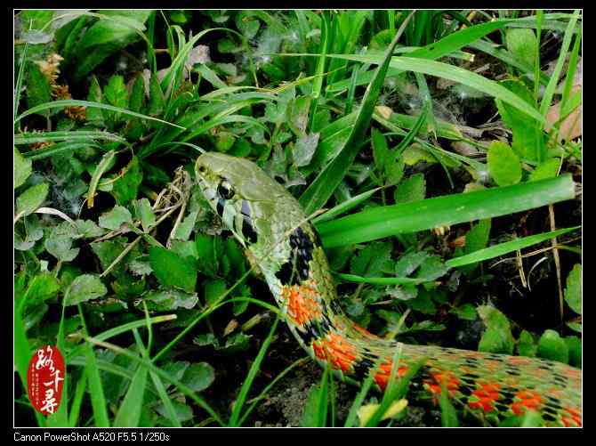 鸡冠蛇——虎斑颈槽蛇