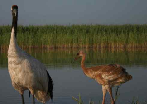 [组图]丹顶鹤爸爸