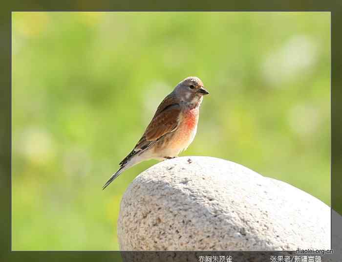 [百图]新疆鸟类(124p)