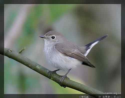 [组图]尼泊尔鸟类奇旺国家公园