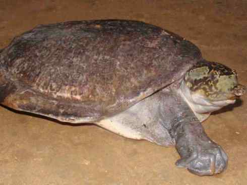 玄武:传说的兽原型探秘(鳖) 玄武:传说的兽原型探秘(鳖)