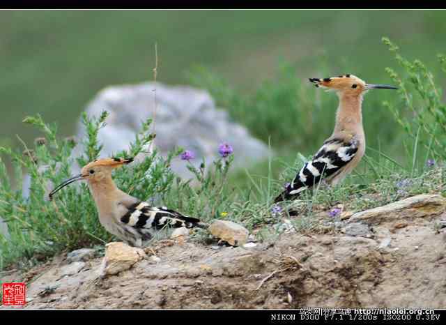 戴胜鸟图集欣赏